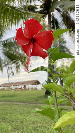Red hibiscus flowers, a scene from a southern island. Red hibiscus flowers, a scene from a southern island. 142112611