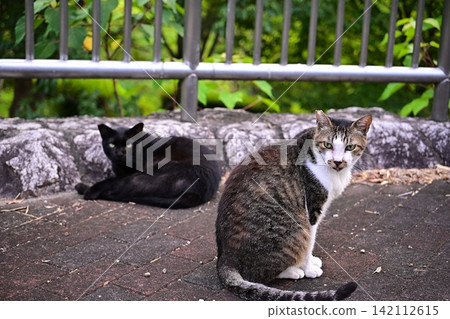 Snuggle up alley cat Snuggle up alley cat 142112615