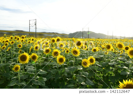 Sunflower field and Omi Railway train Sunflower field and Omi Railway train 142112647