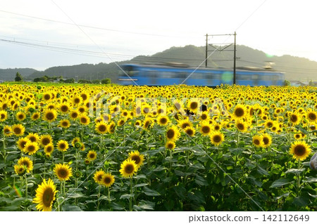 Sunflower field and Omi Railway train Sunflower field and Omi Railway train 142112649