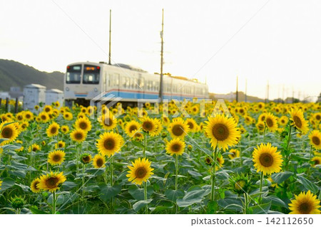 Sunflower field and Omi Railway train Sunflower field and Omi Railway train 142112650