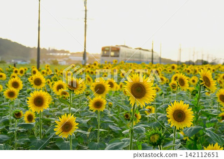 Sunflower field and Omi Railway train Sunflower field and Omi Railway train 142112651