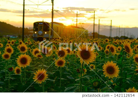 Sunflower field and Omi Railway train Sunflower field and Omi Railway train 142112654