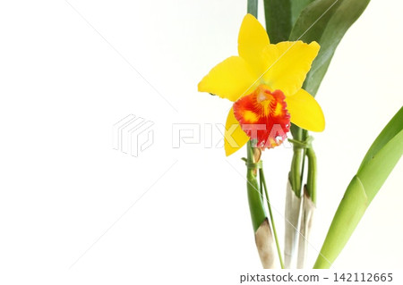 Cattleya orchid, yellow with red lip, against a bright background. Cattleya orchid, yellow with red lip, against a bright background. 142112665