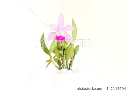 Cattleya orchid, light pink with dark pink lips, against a bright background. 142112694