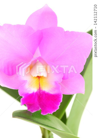 Cattleya orchid, pink flower, close-up, bright background. Cattleya orchid, pink flower, close-up, bright background. 142112710