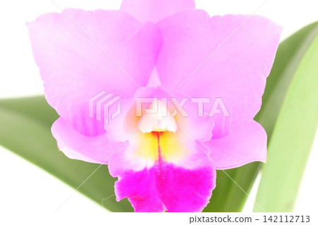 Cattleya orchid, pink flower, close-up, bright background. Cattleya orchid, pink flower, close-up, bright background. 142112713