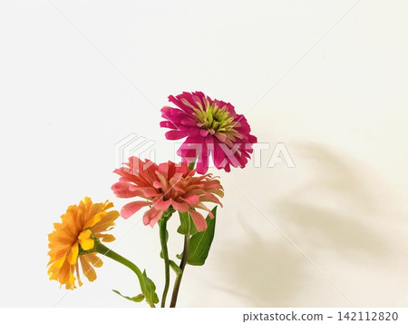 可食用花卉:百日草 可食用花卉:百日草 142112820