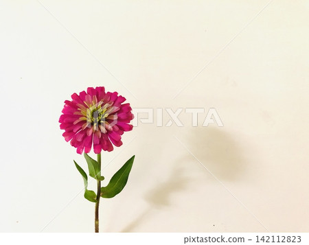 可食用花卉:百日草 可食用花卉:百日草 142112823