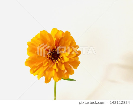 可食用花卉:百日草 可食用花卉:百日草 142112824