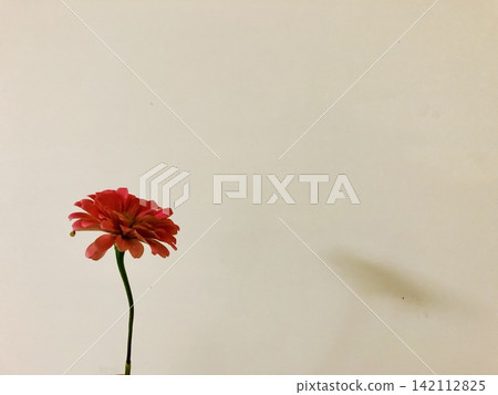可食用花卉:百日草 可食用花卉:百日草 142112825