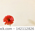 Edible Flowers: Zinnia 142112826