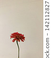 Edible Flowers: Zinnia 142112827