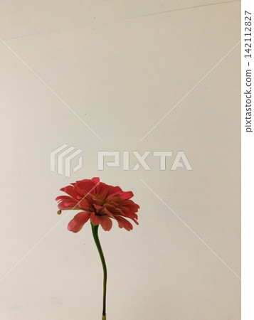 可食用花卉:百日草 可食用花卉:百日草 142112827