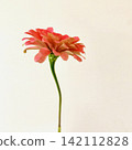 Edible Flowers: Zinnia 142112828