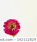 Edible Flowers: Zinnia 142112829