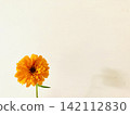 Edible Flowers: Zinnia 142112830