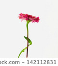 Edible Flowers: Zinnia 142112831