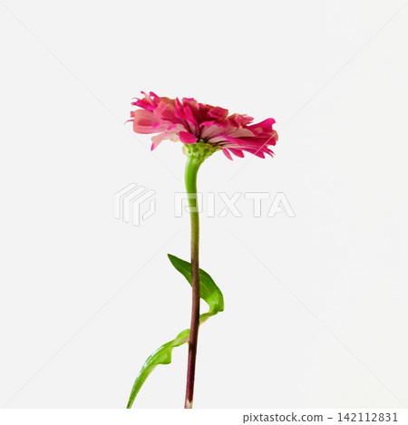 可食用花卉:百日草 可食用花卉:百日草 142112831
