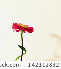 Edible Flowers: Zinnia 142112832