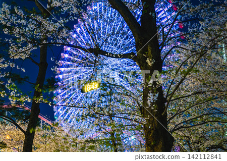 Yokohama Ferris wheel and cherry blossoms, night view of Minato Mirai Yokohama Ferris wheel and cherry blossoms, night view of Minato Mirai 142112841