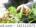 Farmers harvesting okra 142112873