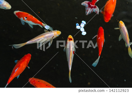 The vibrant red and white goldfish and schools of small carp stand out against the dark water, creating a refreshing spring scene. The vibrant red and white goldfish and schools of small carp stand out against the dark water, creating a refreshing spring scene. 142112923