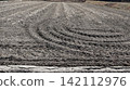 cultivated rice field 142112976