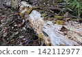 Mountain fallen tree 142112977