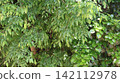 lush tree leaves 142112978