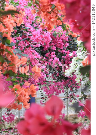 Colorful bougainvillea blooming on Miyako Island Colorful bougainvillea blooming on Miyako Island 142113049