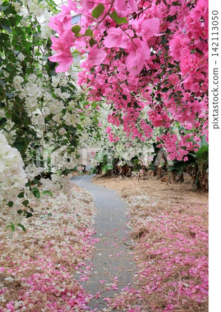 Bougainvillea blooming on Miyako Island Bougainvillea blooming on Miyako Island 142113050