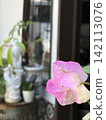 Scenery with flowers 142113076