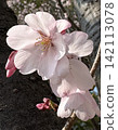 Cherry Blossoms	 142113078