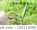 Okra harvesting 142113080