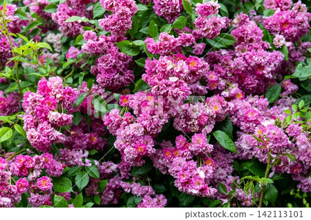 Lush pink wartburg multiflora rambler rose bush blooming with dense flower clusters and green leaves copy space Lush pink wartburg multiflora rambler rose bush blooming with dense flower clusters and green leaves copy space 142113101