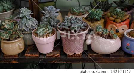 Variety of small succulent plants growing in cute decorative ceramic pots arranged on wooden shelf close up view 142113142