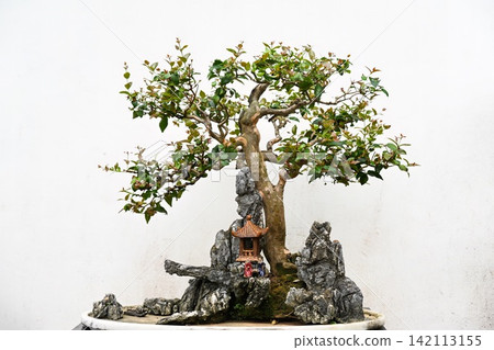 Miniature penjing bonsai landscape with small boxleaf eugenia tree pagoda figurine and rocks in traditional Chinese garden in Macau. Miniature penjing bonsai landscape with small boxleaf eugenia tree pagoda figurine and rocks in traditional Chinese garden in Macau. 142113155