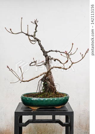 Bare branch prunus mume bonsai tree with flower buds and exposed roots in a green ceramic pot inside a traditional garden in Macau. 142113156