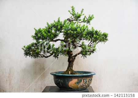 Buddhist pine penjing bonsai tree with green needles growing in an ornate blue ceramic pot against a white wall in a garden in Macau. Buddhist pine penjing bonsai tree with green needles growing in an ornate blue ceramic pot against a white wall in a garden in Macau. 142113158