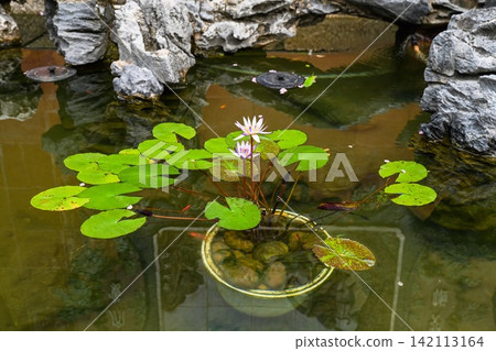 Pink pygmy waterlily flowers blooming in a ceramic pot inside a traditional chinese pond with grey rocks and clear water in Macau park. Pink pygmy waterlily flowers blooming in a ceramic pot inside a traditional chinese pond with grey rocks and clear water in Macau park. 142113164