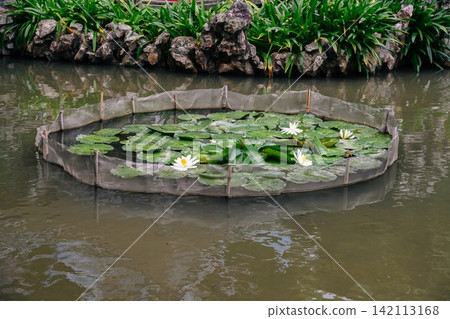 White water lily nymphaea lotus flowers blooming inside a protective mesh enclosure in a traditional pond inside a public park in Macau. White water lily nymphaea lotus flowers blooming inside a protective mesh enclosure in a traditional pond inside a public park in Macau. 142113168