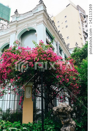 Pink bougainvillea spectabilis flowers blooming on a fence of an old colonial building in a traditional street during summer in Macau. Pink bougainvillea spectabilis flowers blooming on a fence of an old colonial building in a traditional street during summer in Macau. 142113169