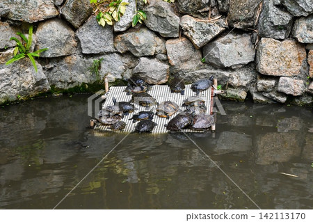 Red-eared slider turtles trachemys scripta elegans basking on a plastic mesh raft in a traditional stone pond inside a public park in Macau. Red-eared slider turtles trachemys scripta elegans basking on a plastic mesh raft in a traditional stone pond inside a public park in Macau. 142113170
