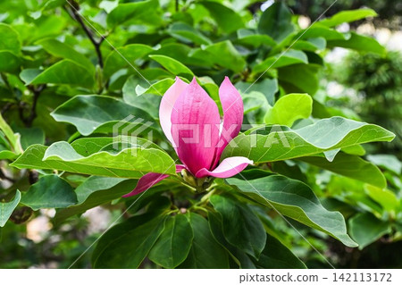 Pink lily magnolia liliiflora flower blooming on a branch with lush green leaves background in a Macau park. Pink lily magnolia liliiflora flower blooming on a branch with lush green leaves background in a Macau park. 142113172