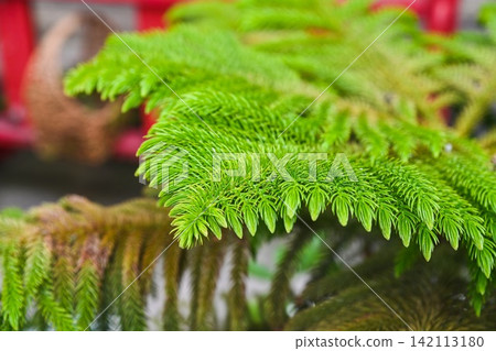 Green needles of Norfolk Island pine araucaria heterophylla branches blooming on a blurry background inside a Macau park. Green needles of Norfolk Island pine araucaria heterophylla branches blooming on a blurry background inside a Macau park. 142113180