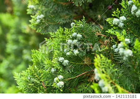 Green branches of oriental arborvitae platycladus orientalis tree with small cones blooming in a traditional park in Macau. Green branches of oriental arborvitae platycladus orientalis tree with small cones blooming in a traditional park in Macau. 142113181