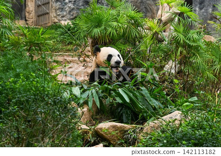 Giant panda ailuropoda melanoleuca eating green bamboo leaves next to palm trees inside the Macao Giant Panda Pavilion in Seac Pai Van Park. Giant panda ailuropoda melanoleuca eating green bamboo leaves next to palm trees inside the Macao Giant Panda Pavilion in Seac Pai Van Park. 142113182