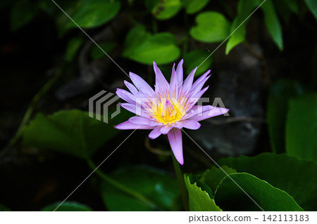 Beautiful fully open purple lotus flower with bright yellow center blooming in a tropical pond with green leaves Beautiful fully open purple lotus flower with bright yellow center blooming in a tropical pond with green leaves 142113183