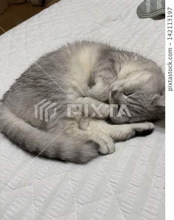 Sleeping cat Sleeping cat 142113197